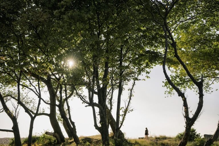 public lookup safety overview